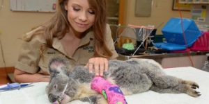 Save Animals Continue in Moreton Bay Region
