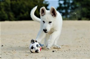 Foreshore Dog Off-Leash Trial at Manly Beach